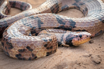 serpent on the ground