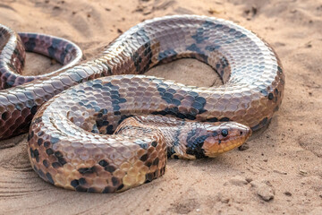 serpent on the ground
