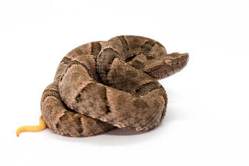 pit viper on withe background