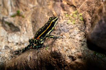 frog on the stone