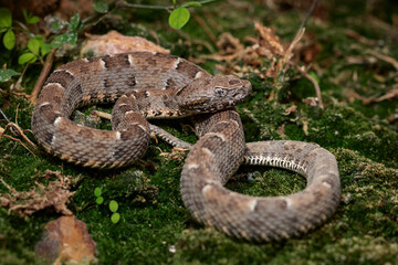snake on the ground
