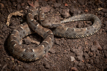 Fototapeta premium snake on the ground