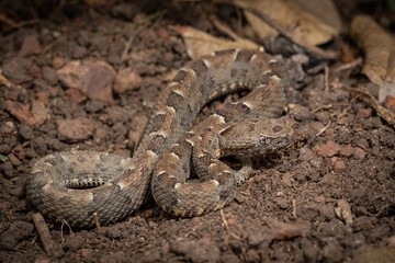 snake on the ground