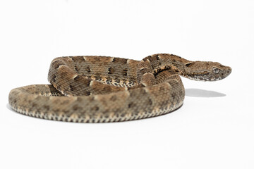 snake on background