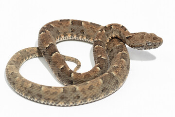 Fototapeta premium snake on background