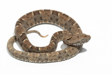snake on background