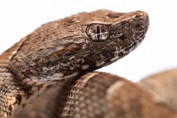 close up of a snake