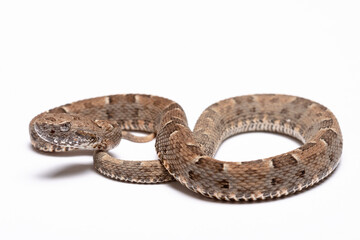 snake in front of white