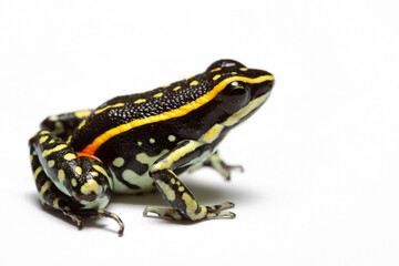Fototapeta premium frog on withe background