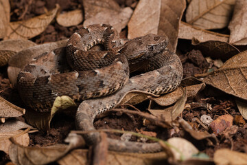 snake on the ground