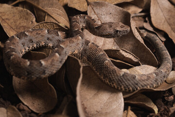 close up of a snake in the sand