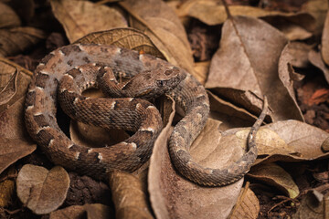 snake in the grass