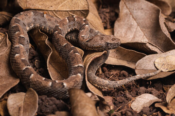 close up of a snake