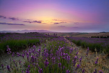 blooming lavender field at sunset in Tuscany