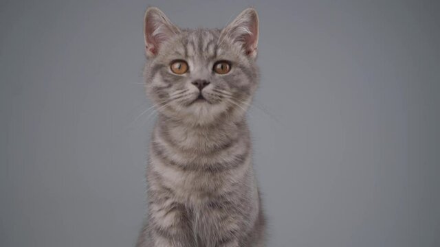 Portrait of a young gray cat of British breed on a gray background. Pedigree kitten with yellow eyes Scottish straight cute and funny breed on a gray wall background. Favorite pet