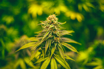 flowers marijuana cannabis hemp