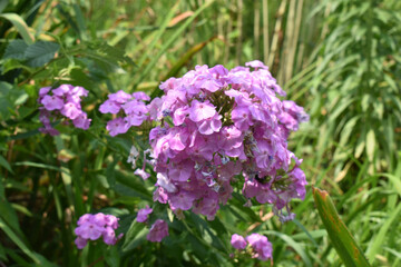Phlox Wild Sweetwilliam in Full Bloom