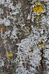 Close up image of tree bark with mold and fungus growing on it