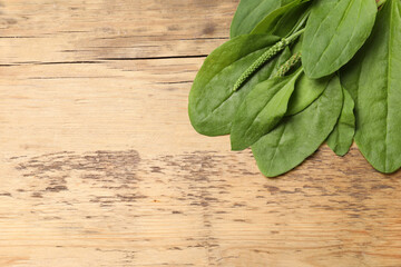 Green broadleaf plantain leaves on wooden table, top view. Space for text