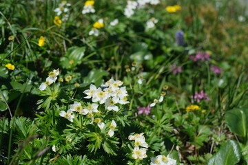 北アルプスのお花畑。チングルマ。Panoramic view of idyllic mountain scenery in the north Japan Alps with fresh green meadows in bloom. flower of Avens(Geum pentapetalum)