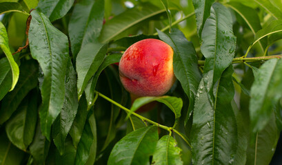 Ripe tasty peach on tree in sunny summer orchard. Fruit farm with tree ripen freestone peaches....