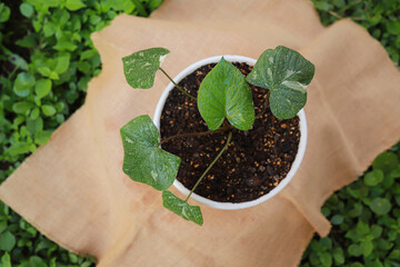 homalomena rubescens variegated growing in pot of organic farm in morning time