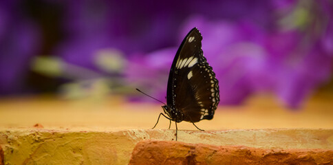 Papillon avec arrière plan mauve