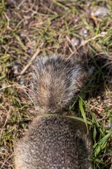 Fluffy tail of a gopher among the grass