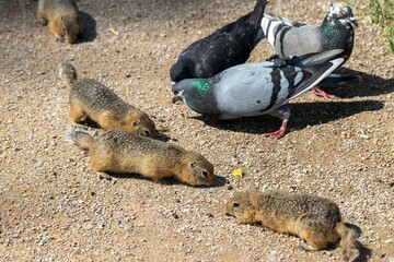 Gophers and pigeons collect seeds on the walking path © ok_fotoday