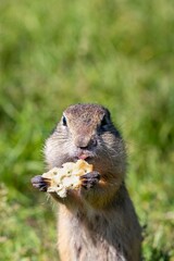 Gophers stands among the grass and gnaws a cracker