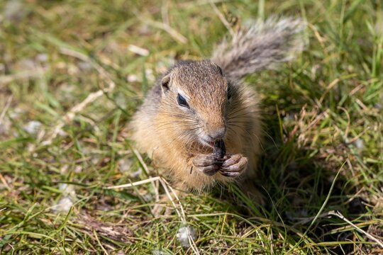 The gopher holds a sunflower seed in its paws and gnaws