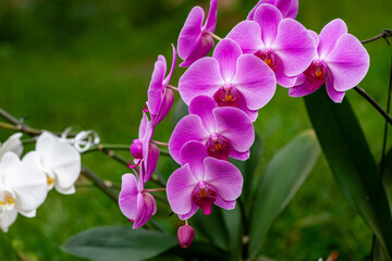 Fototapeta na wymiar Orquídeas rosas