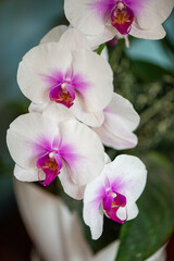 Orquídeas brancas com lilás