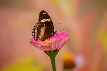 Papillon avec arrière plan orangé