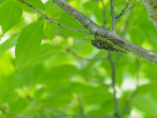 桜の木にとまるクマゼミ