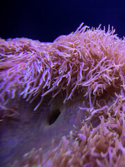 Naklejka na ściany i meble Purple coral reef in aquarium close up.
