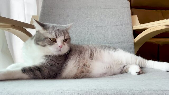 4k funny footage of a lazy and fatty Scottish fold cat's lying on the sofa couch. He is waving his tail showing of relaxing and happiness at home.