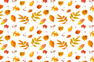 Pattern of natural orange autumn leaves and berry on a white background, as a backdrop or texture. Fall wallpaper for your design. Top view Flat lay