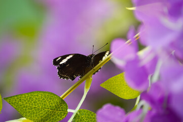 Papillon dans un décor de fleurs mauves