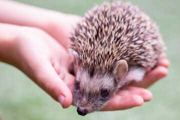 a hedgehog sits on the child's palms