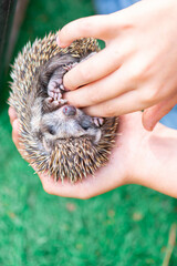 they are holding a hedgehog in their arms