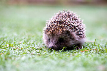 cool hedgehog running on a green meadow
