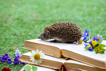 cool hedgehog sniffs a blue flower on books