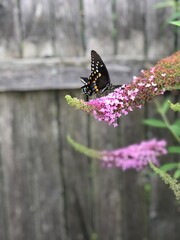 butterfly on a flower