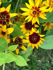 yellow flowers in the garden