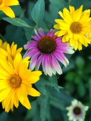 yellow flowers