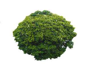 Fototapeta premium Bush isolated on white background,This has clipping path.