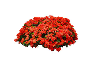 Beautiful Ixora coccinea Red Flowers,Bush isolated on white background,Objects with Clipping Paths