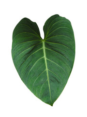 Obraz premium Real Philodendron gloriosum leaves on white background. tropical plants,Objects with Clipping Paths