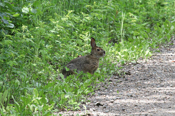 A rabbit sits at the side of a road in grass